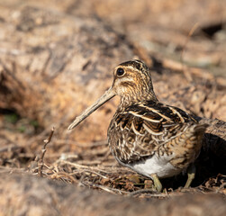 Wilson's Snipe with a muddy beak in the  mud below a pine tree in Muskoka in spring