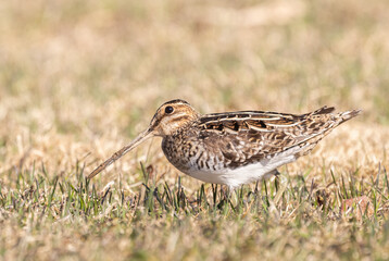 Wilson's Snipe with a muddy beak in the  wet spring grass