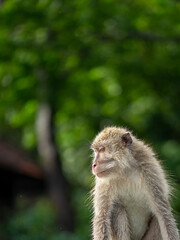 Long tailed mongkey (Macaca fascicularis). Faced on close up