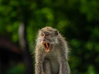Long tailed mongkey (Macaca fascicularis). Faced on close up