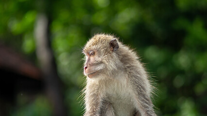 Long tailed mongkey (Macaca fascicularis). Faced on close up
