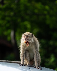 Long tailed mongkey (Macaca fascicularis). Faced on close up