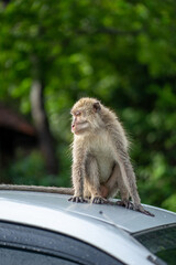 Long tailed mongkey (Macaca fascicularis). Faced on close up