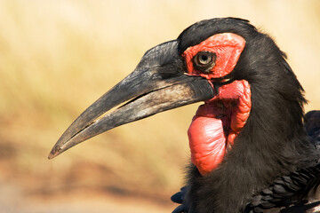 Southern Ground Hornbill A10413