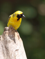 Southern Masked-Weaver Ploceus cuculliatus 0036