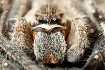 Rain spider Palystes superciliosus A11926