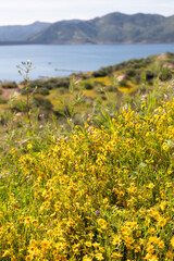 Super bloom of wildflowers at Diamond Valley Lake