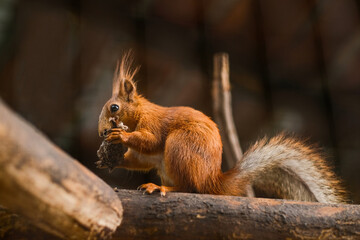 Squirrel nibbles food while sitting on a branch