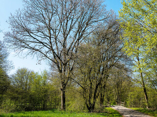 Landschaftspark Grütt in Lörrach - Der größte Park mit wunderschöne grüne Rasenflächen, frühlingsblühende Bäume und Sträucher