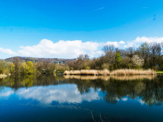 Fototapeta na wymiar Grüttsee in Lörrach. Ruhige Wasser des kleinen Sees, hölzerner Ponton umgeben von Schilf und frühlingsblühenden Bäumen 