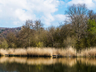 Grüttsee in Lörrach. Ruhige Wasser des kleinen Sees, hölzerner Ponton umgeben von Schilf und frühlingsblühenden Bäumen
