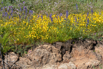 California wild flowers in bloom on a stone ledge