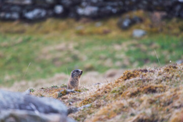 a marmot to his cave is warning the other animals