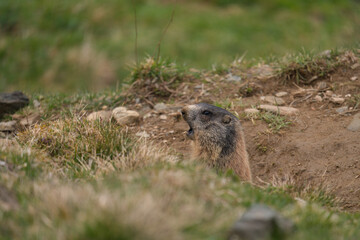 a marmot to his cave is warning the other animals