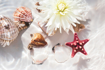  sea ​​shells and starfish, tropical water background, aqua texture