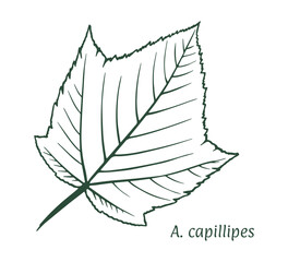 Serpentine maple leaf. The sketch is drawn by hand, in ink with a pencil. Names in Latin. Acer capillipes . Isolated on white background. Vector.