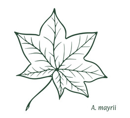 Mayra maple leaf. The sketch is drawn by hand, in ink with a pencil. Names in Latin. Acer mayrii. Isolated on white background. Vector.
