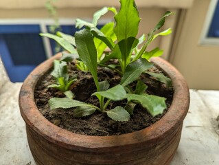 A small Coriander or cilantro plant in a wooden tree tub placed on the balcony with a building on the blurry background. 