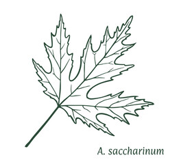 Silver maple leaf. The sketch is drawn by hand, in ink with a pencil. Acer saccharinum. Names in Latin. Isolated on white background. Vector.