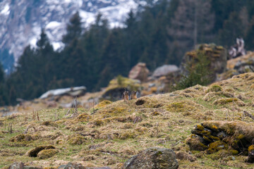 two marmots to her cave on the mountains at a spring morning after hibernation