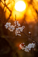 Branch of apricot with blooming flowers and disk of sun on the background