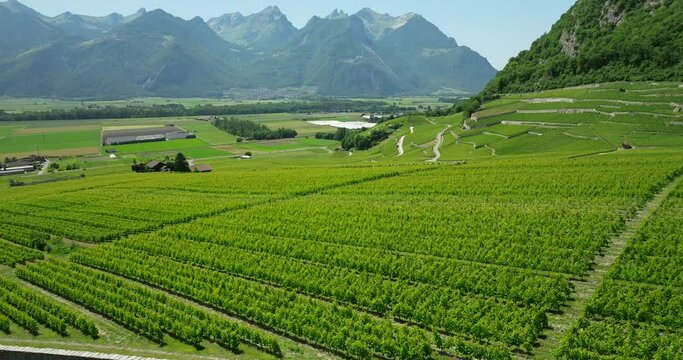 Aerial view of Swiss terraced vineyards
