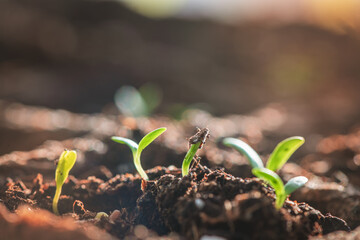 A small green sprouts in a peat pot against the background of the earth, planting plants in the spring in open ground. Eco care concept, germinating seeds in peat pots.