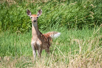 Young Mule Deer Standing in Grassy Field