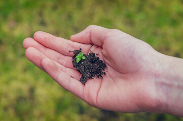 Hand holding seeding plant