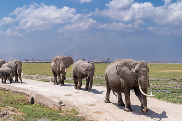 Elephant herd family walks across the road in Amboseli National Park Kenya