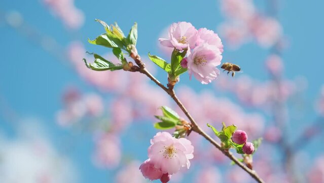 Blooming flowers sakura tree in spring video 4K