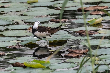 A pheasant tailed jacana in wet land