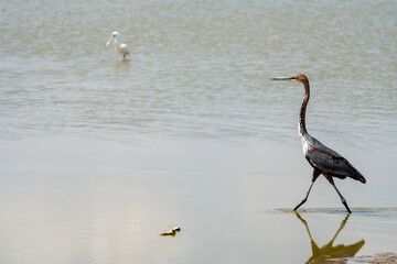 Purple heron bird walks in the water in Amboseli National Park Kenya, Africa