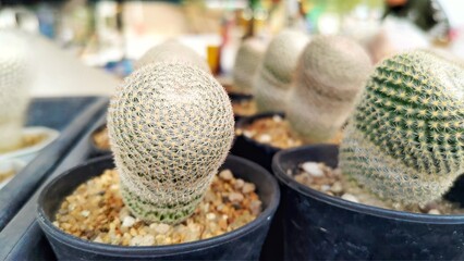 Cactus  tree nature closeup mini