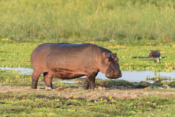 Hippo looks at camera in the early morning, on land, in Amboseli National Park Kenya