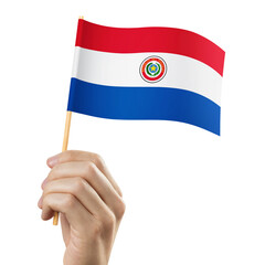 Hand holding flag of Paraguay, cut out