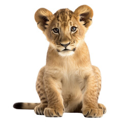 Fototapeta na wymiar lion cub sitting , isolated on transparent background cutout , generative ai