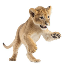 Obraz na płótnie Canvas lion cub playing , isolated on transparent background cutout , generative ai
