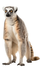 lemur standing