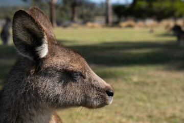 Side view of a kangaroo's head, blurred sunny background in a park
