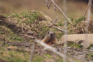 a marmot to his cave in the mountains at a spring morning after hibernation