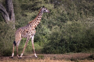 Wild majestic tall Maasai Giraffe in the bushland of the Serengeti National Park, Tanzania, Africa

