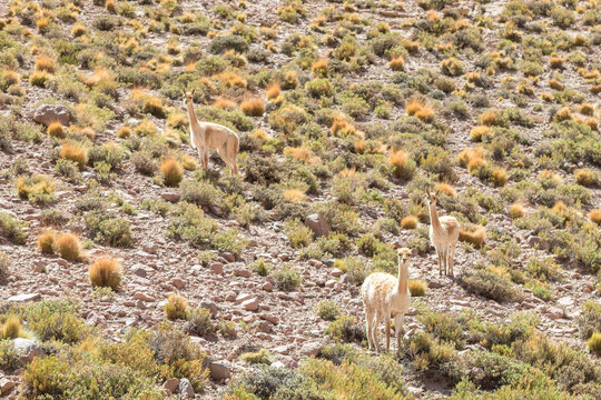 Familia de Llamas
