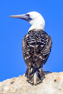 Paracas, Peru