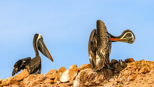 Paracas, Peru