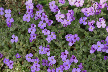 Fototapeta premium Garten Blaukissen, Blumen, Bodendecker, Blüten