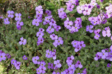 Obraz premium Garten Blaukissen, Blumen, Bodendecker, Blüten
