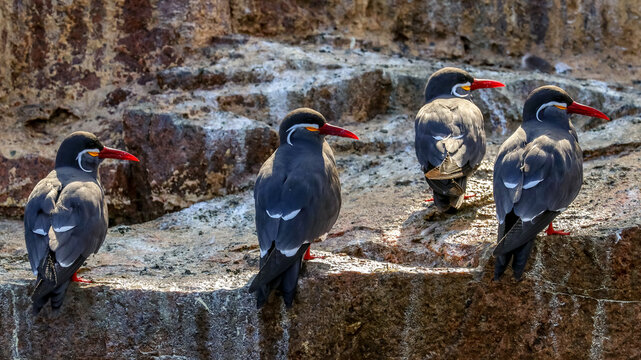 Paracas, Peru