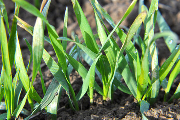 Autumn shoots of winter wheat