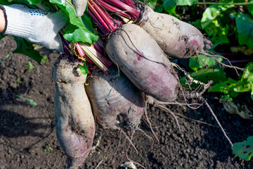 Bunch of ripe purple raw beetroots freshly picked from garden vegetable bed. Seasonal works in countriside. Cultivation and harvesting vegetarian food.